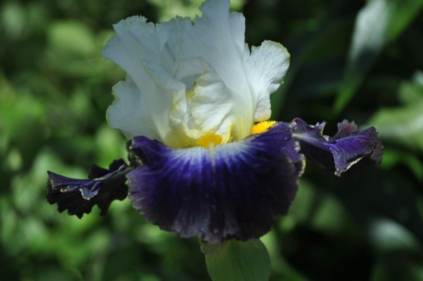 I35 = 18ron - IRISI DE VANZARE 2021