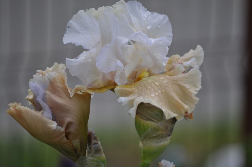 I34 = 7 - IRISI DE VANZARE 2021