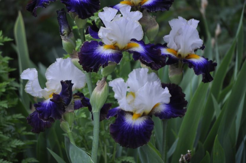 I35 = 18ron - IRISI DE VANZARE 2021