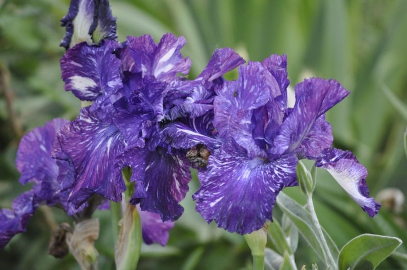 _DSC0261 - IRISI DE VANZARE 2021