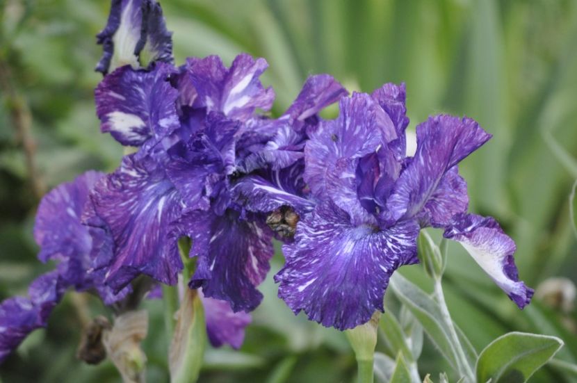 OUT OF CONTROL 10 - IRISI DE VANZARE 2021