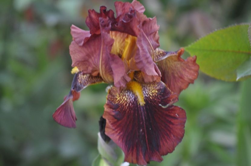 _DSC0127 - IRISI DE VANZARE 2021