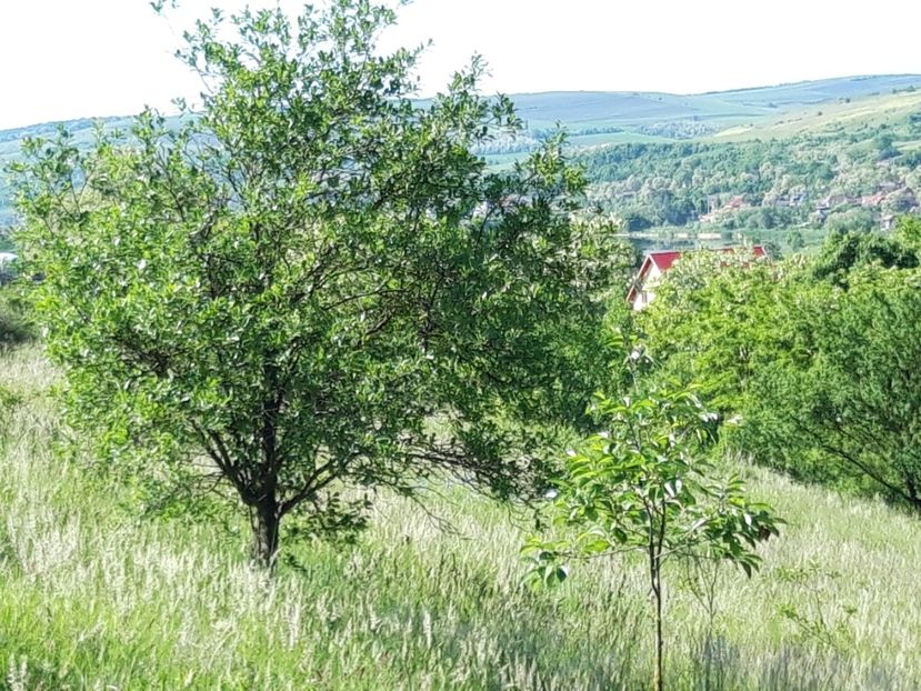  - Satu Nou