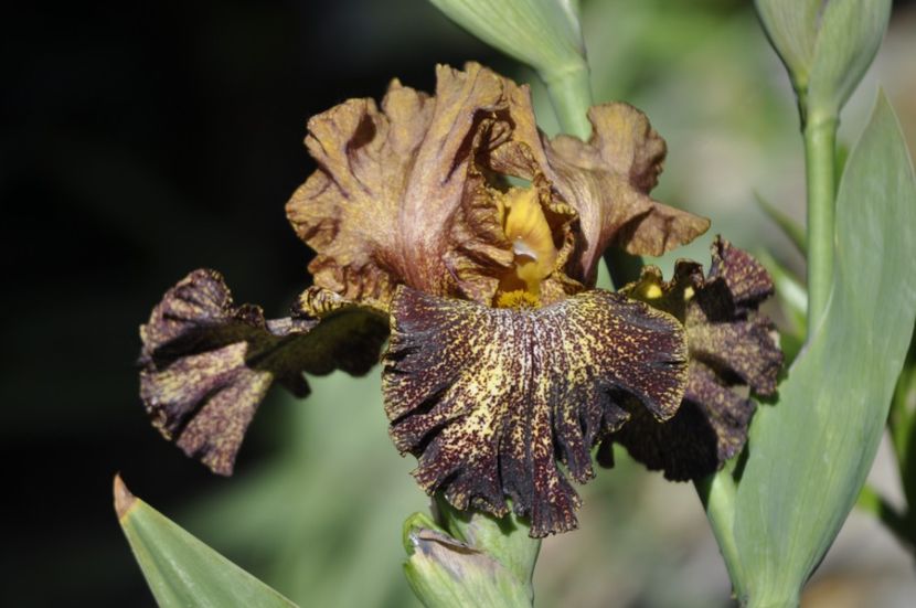 I37 = 25ron - IRISI DE VANZARE 2021