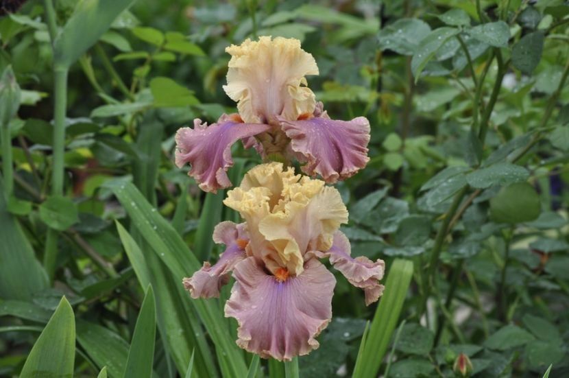 I31 = 15 - IRISI DE VANZARE 2021