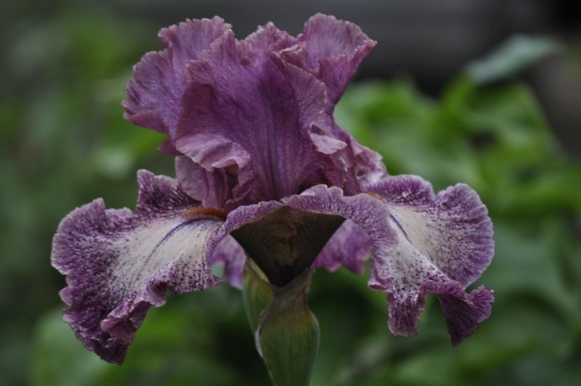 SP - IRISI DE VANZARE 2021