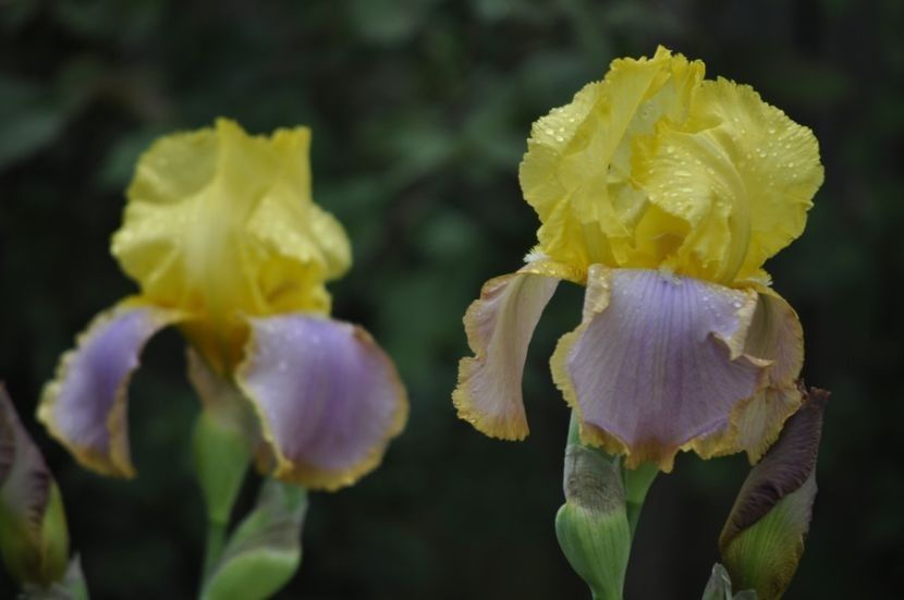 I24 COSMOLOPITAN 6 - IRISI DE VANZARE 2021