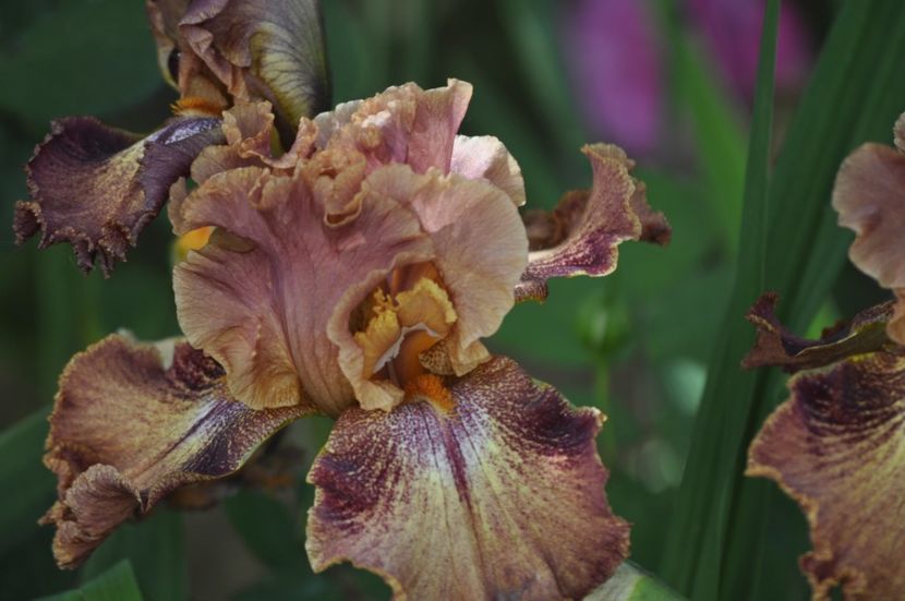 I27 = 15 - IRISI DE VANZARE 2021