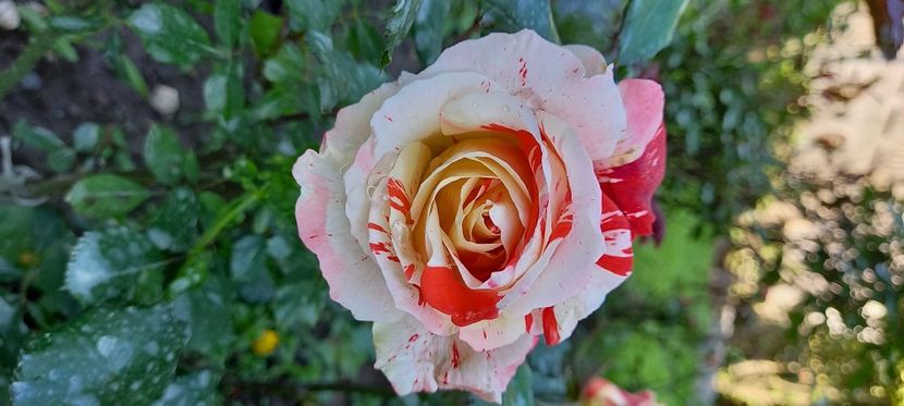  - Trandafiri satirati 2021