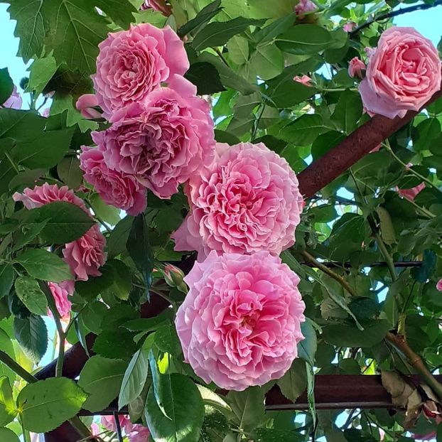  - Heillige Elisabeth 2021