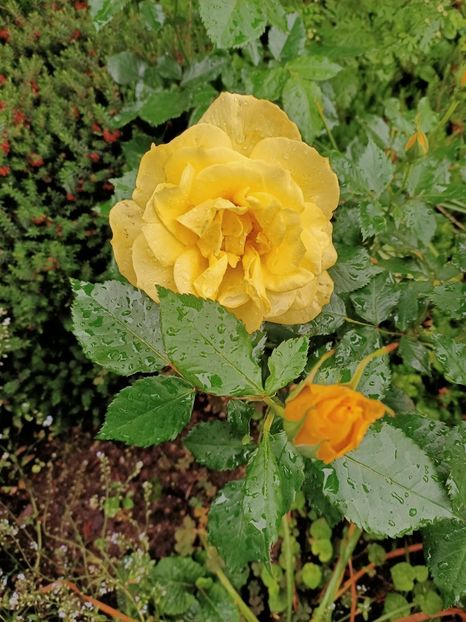 Img.2021.06.08 - N- O toană