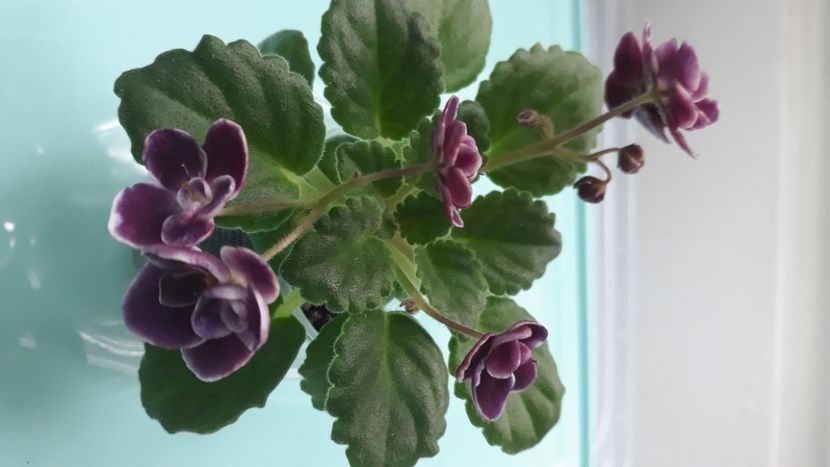  - Mac s Glacial Grape