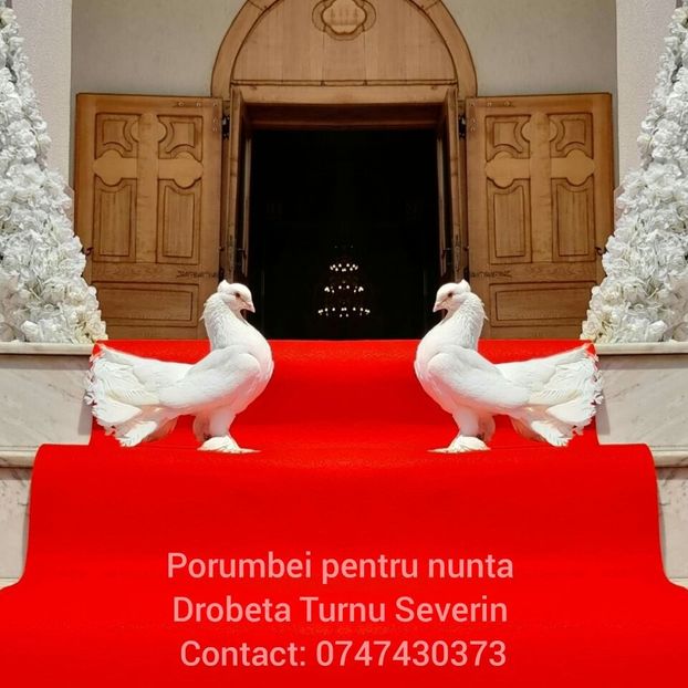 Porumbei pentru nunta 1 - Porumbei pentru nuntă Drobeta Turnu Severin Mehedinți