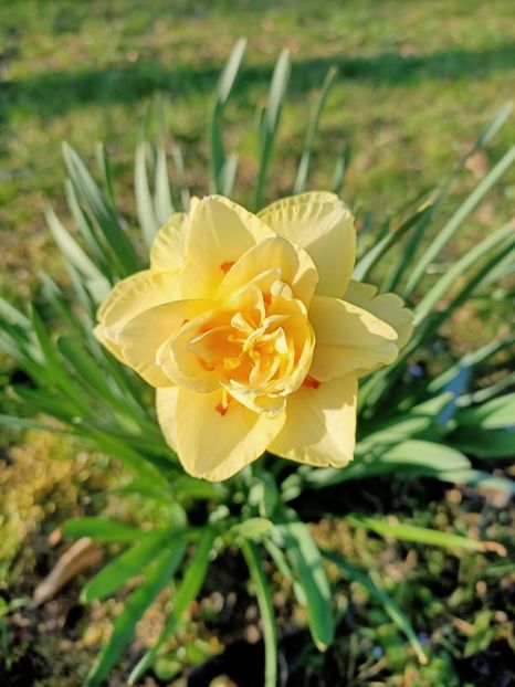 Img.2021.04.04 - N- O toană