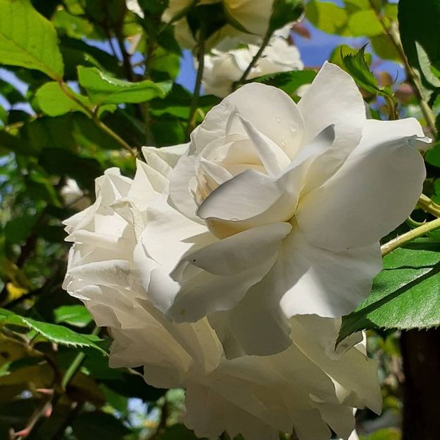  - Swan Lake 2021 - 2022- 2023 - 2024