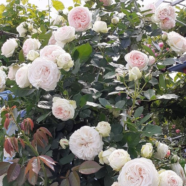 8 06 2021 - Iunie 2021