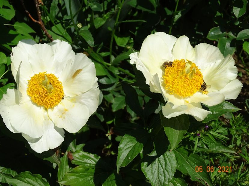 Moonrise - Irisi si bujori 2021