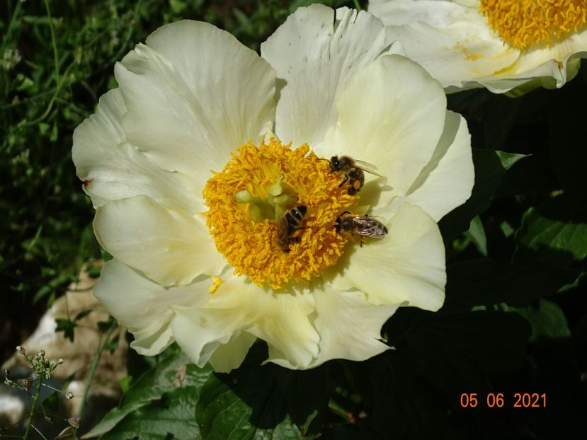 Moonrise - Irisi si bujori 2021