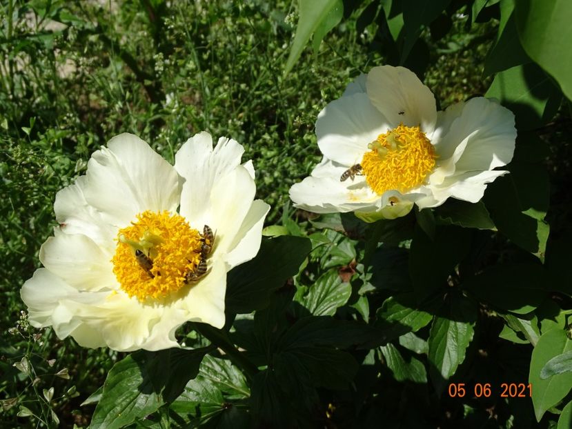  - Irisi si bujori 2021