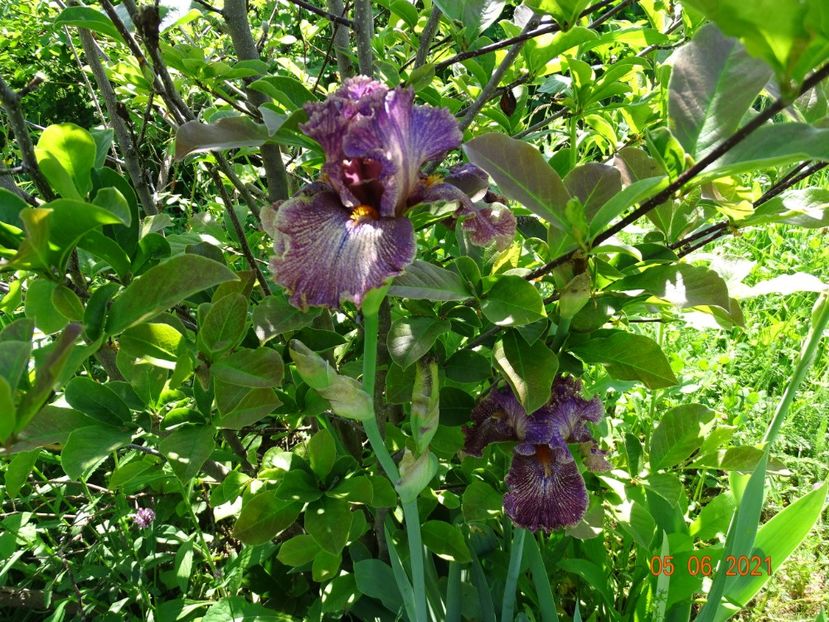 Vibrations - Irisi si bujori 2021