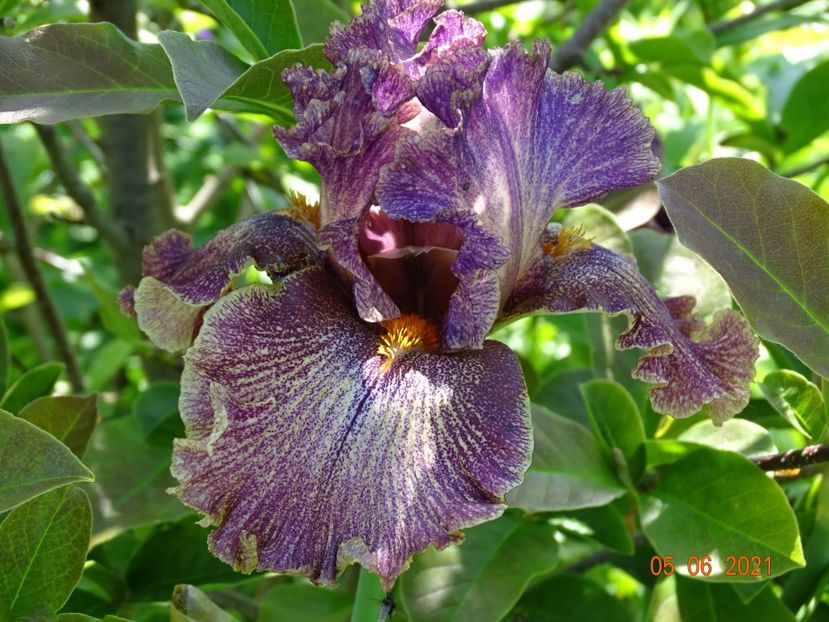  - Irisi si bujori 2021