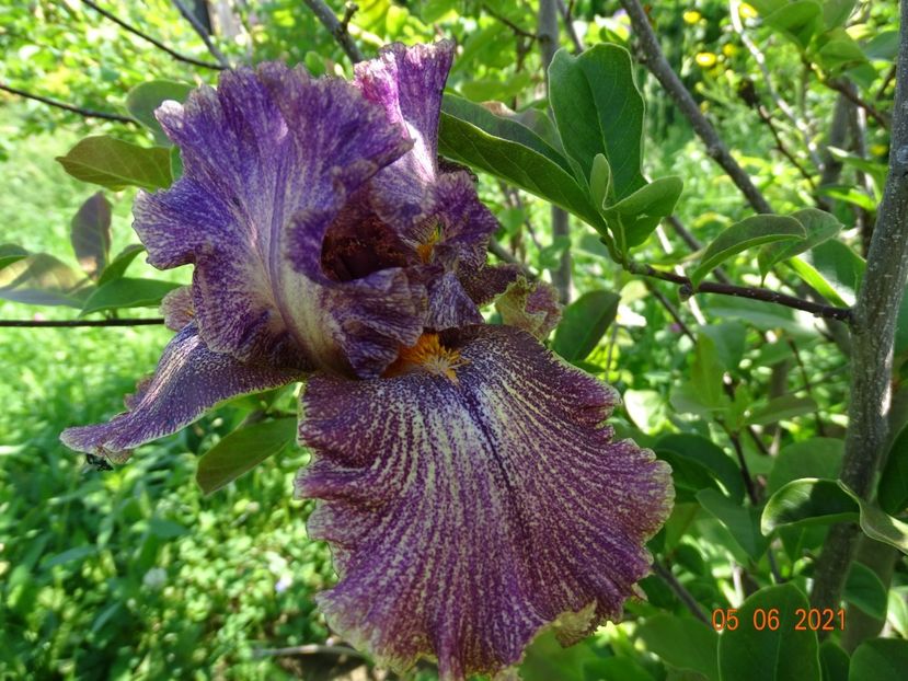  - Irisi si bujori 2021