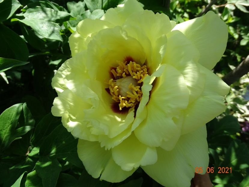 High Noon - Irisi si bujori 2021