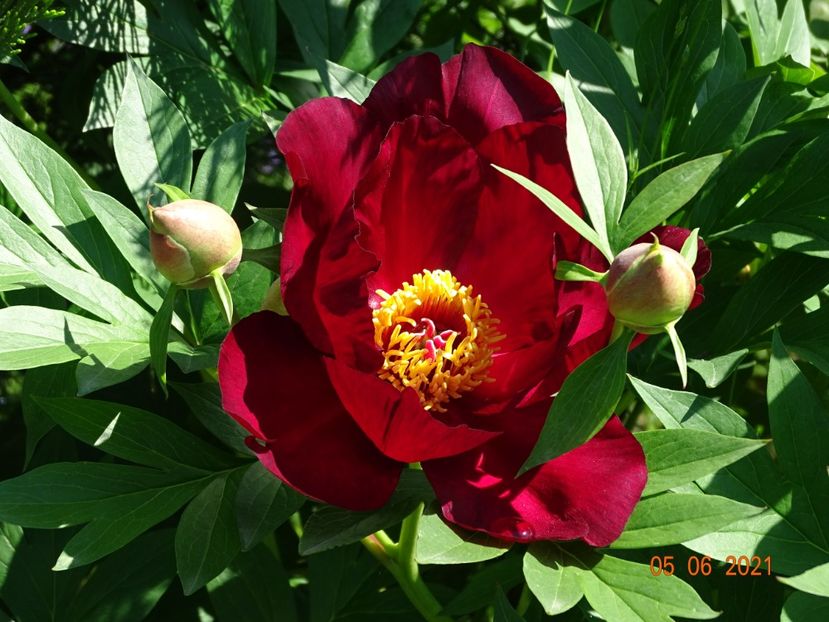  - Irisi si bujori 2021