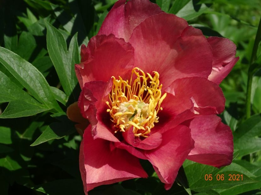 Old Rose Dandy - Irisi si bujori 2021