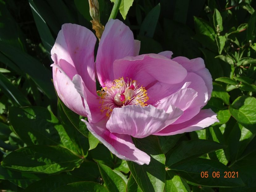 May Lilac - Irisi si bujori 2021