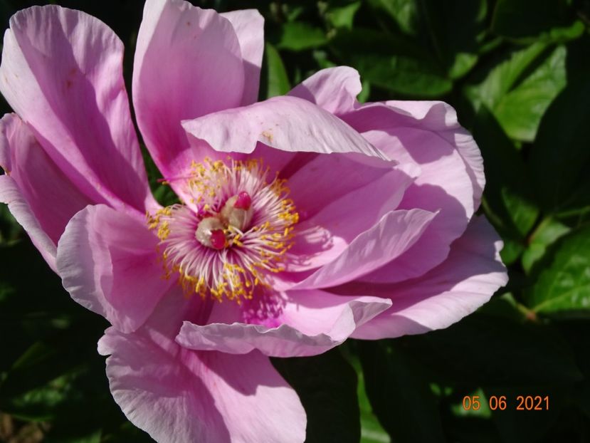  - Irisi si bujori 2021