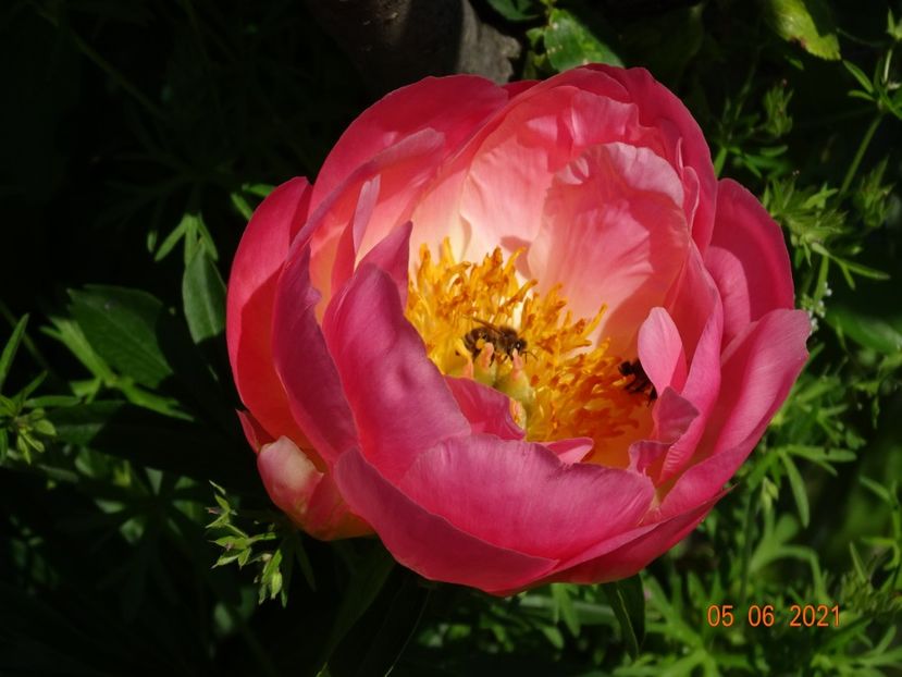 Pink Hawaiian Coral - Irisi si bujori 2021