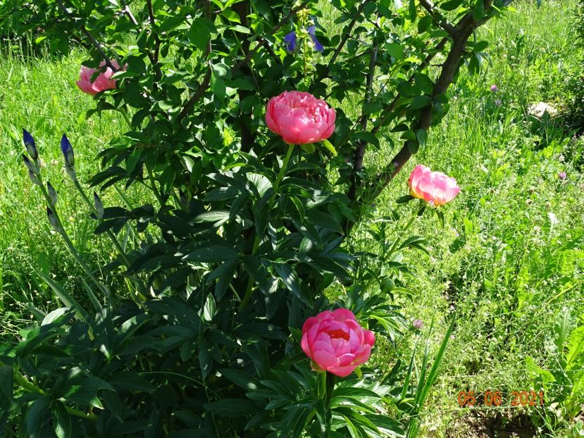  - Irisi si bujori 2021