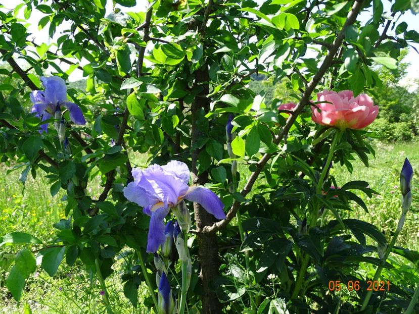  - Irisi si bujori 2021