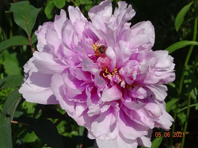  - Irisi si bujori 2021