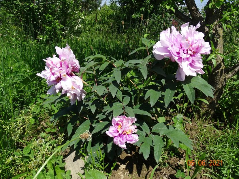  - Irisi si bujori 2021