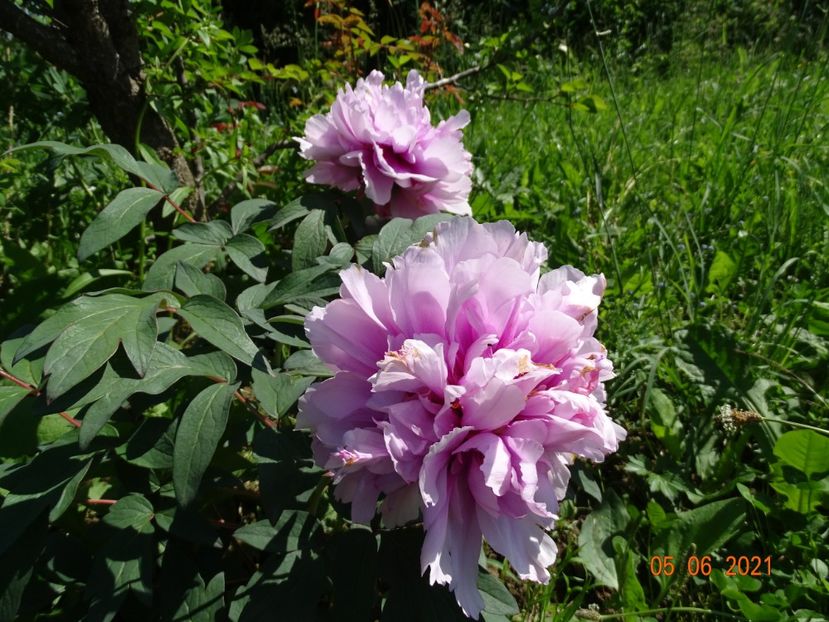  - Irisi si bujori 2021