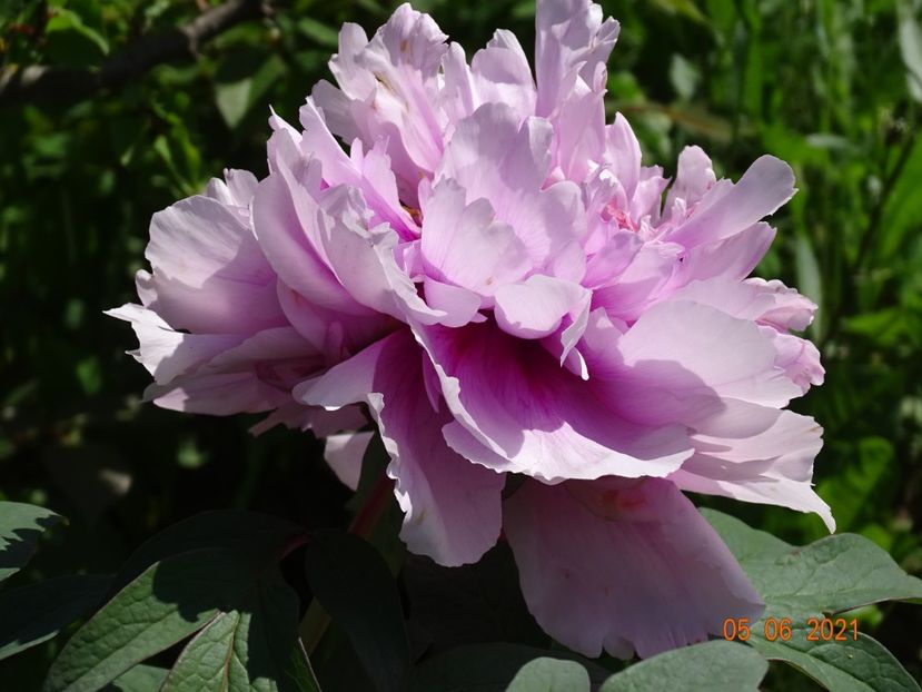  - Irisi si bujori 2021