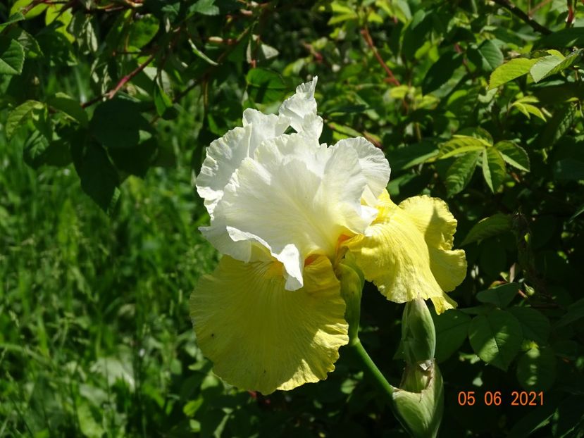  - Irisi si bujori 2021