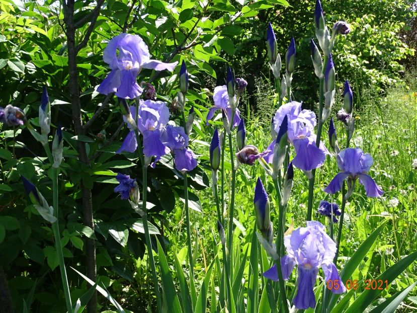  - Irisi si bujori 2021