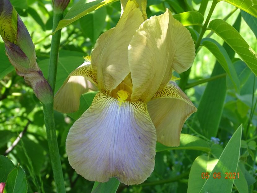  - Irisi si bujori 2021