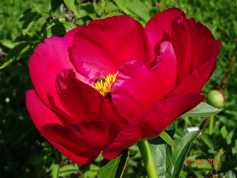  - Irisi si bujori 2021