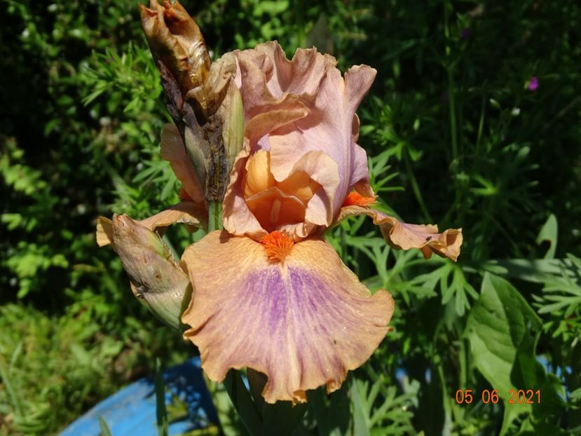  - Irisi si bujori 2021