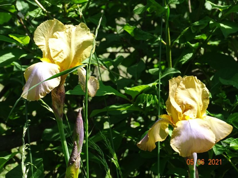  - Irisi si bujori 2021