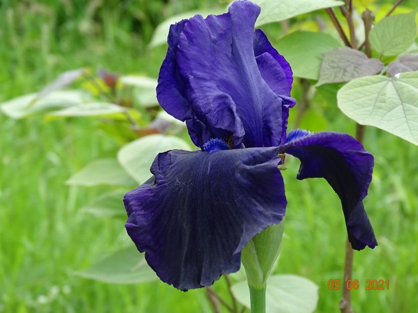 Tuxedo - Irisi si bujori 2021