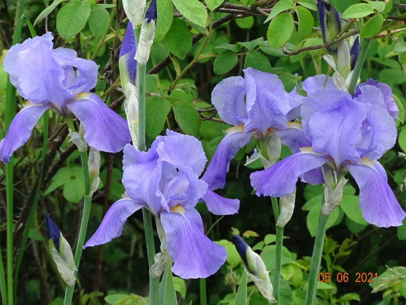  - Irisi si bujori 2021