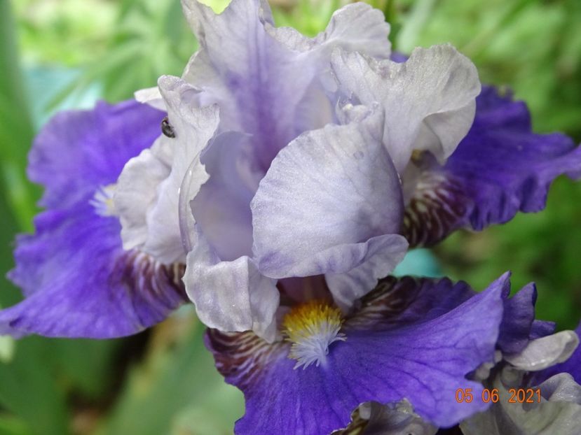  - Irisi si bujori 2021