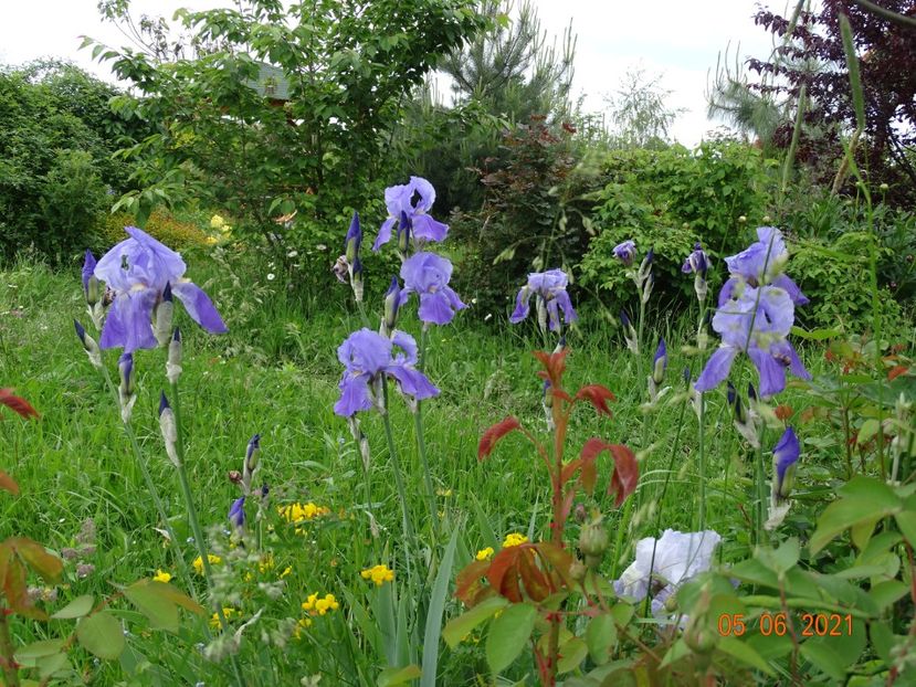  - Irisi si bujori 2021