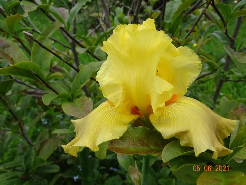  - Irisi si bujori 2021