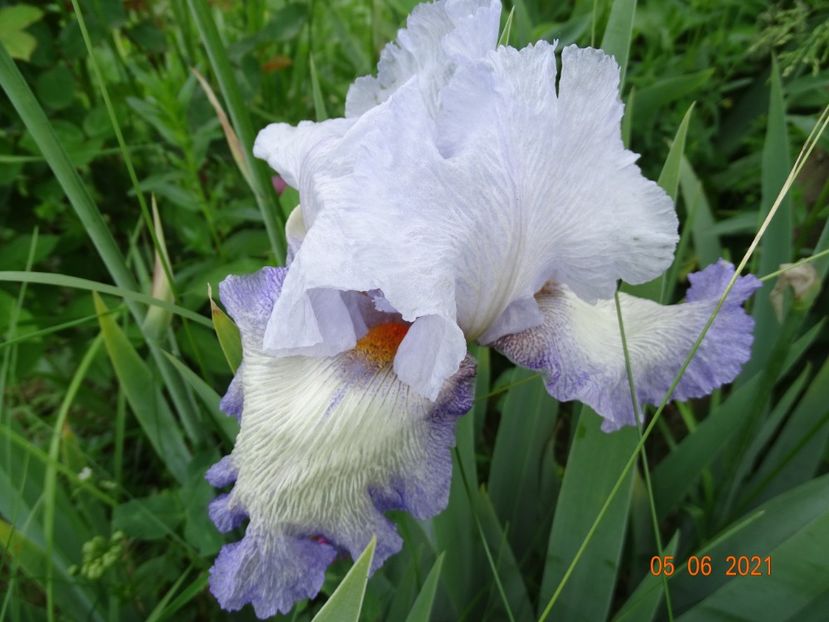 Acoma - Irisi si bujori 2021